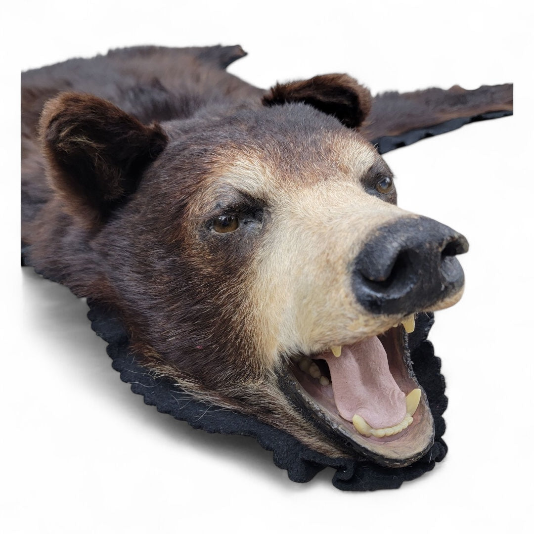 Vintage Taxidermy Black Bear Rug