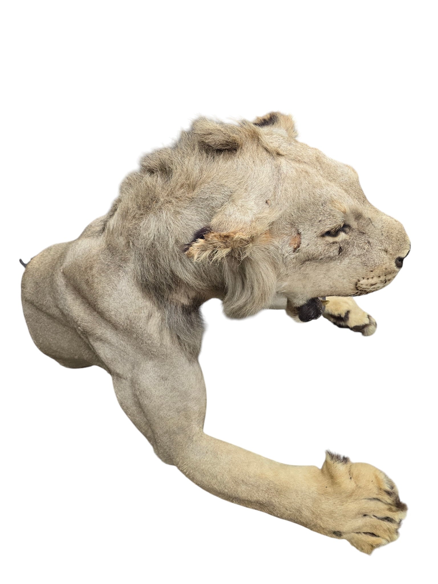 Vintage African Lion Half-Body Wall Mount
