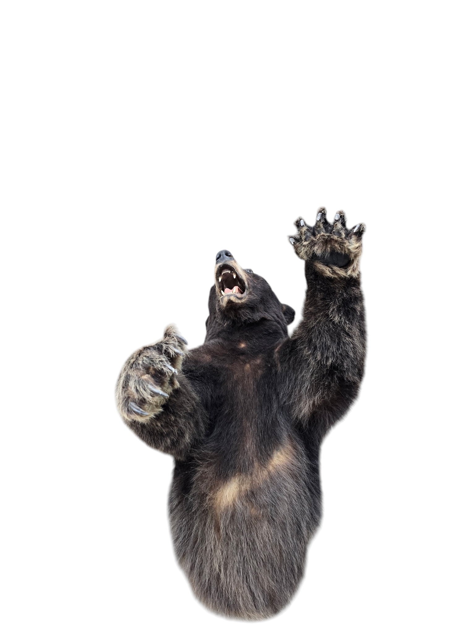 Vintage Taxidermy Bear