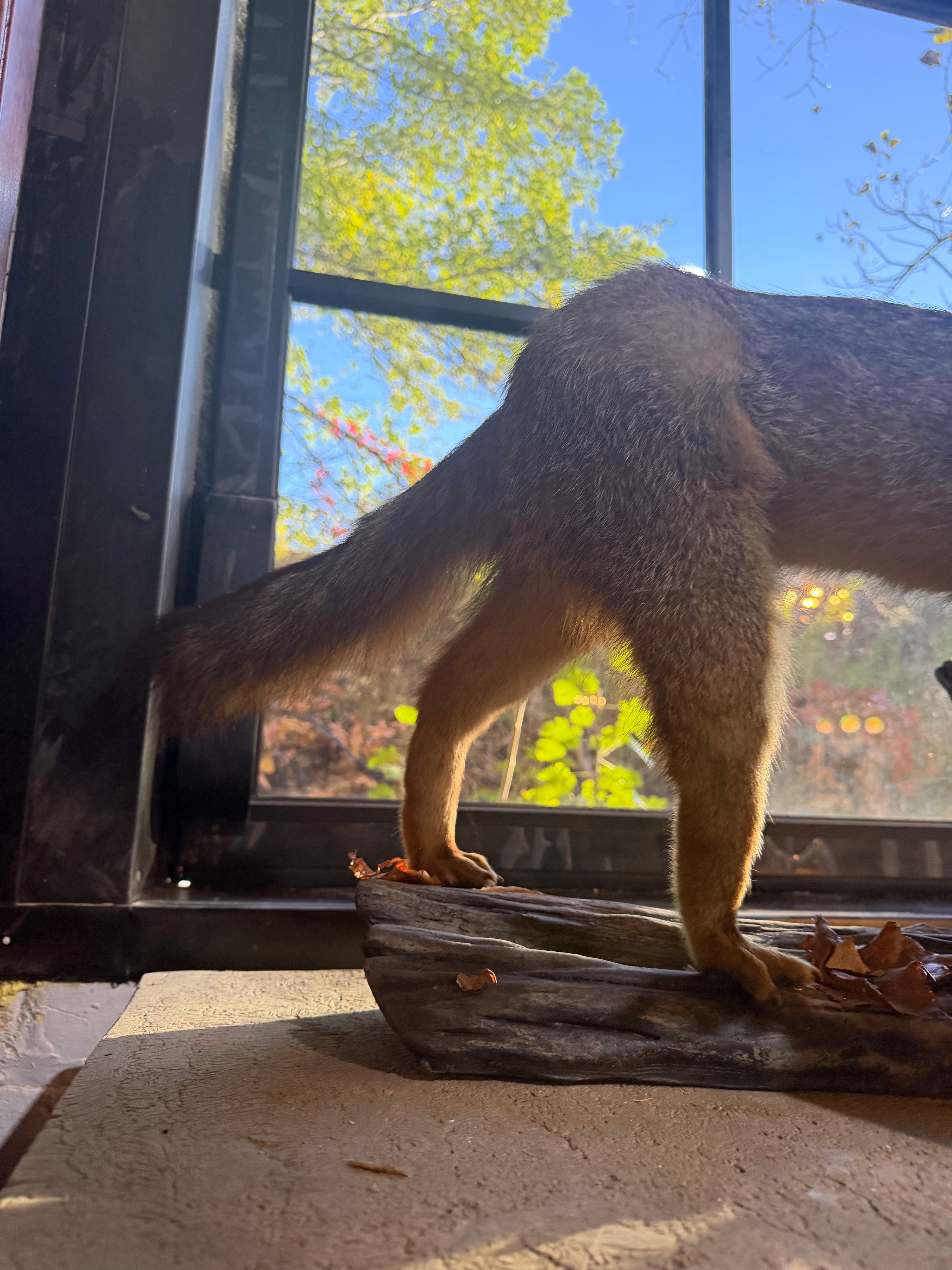 Antique Full Red Fox Taxidermy