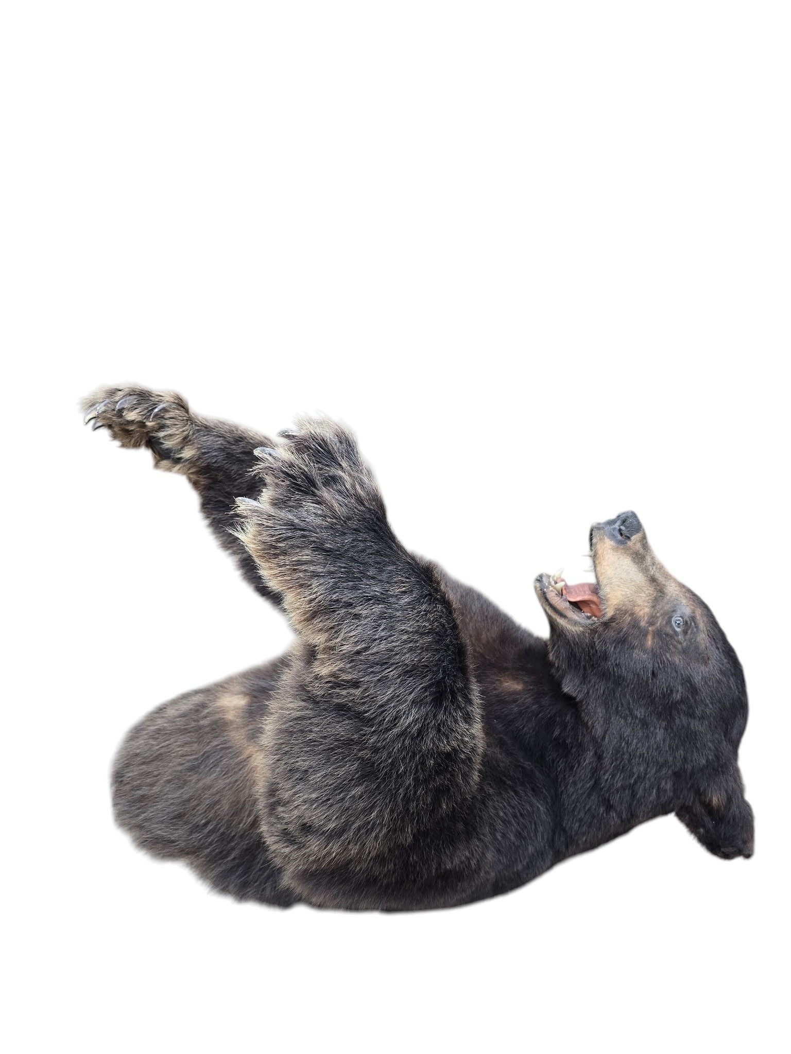 Vintage Taxidermy Bear