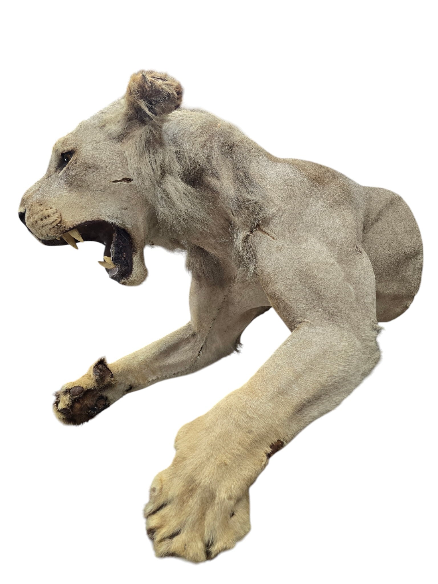 Vintage African Lion Half-Body Wall Mount