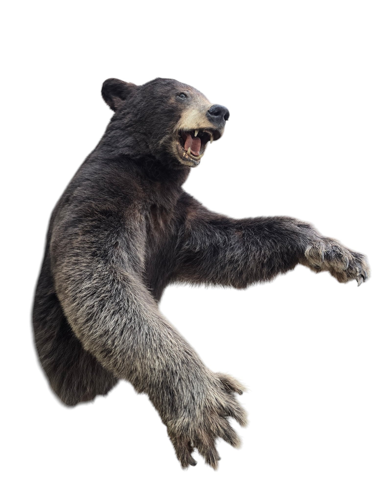 Vintage Taxidermy Bear