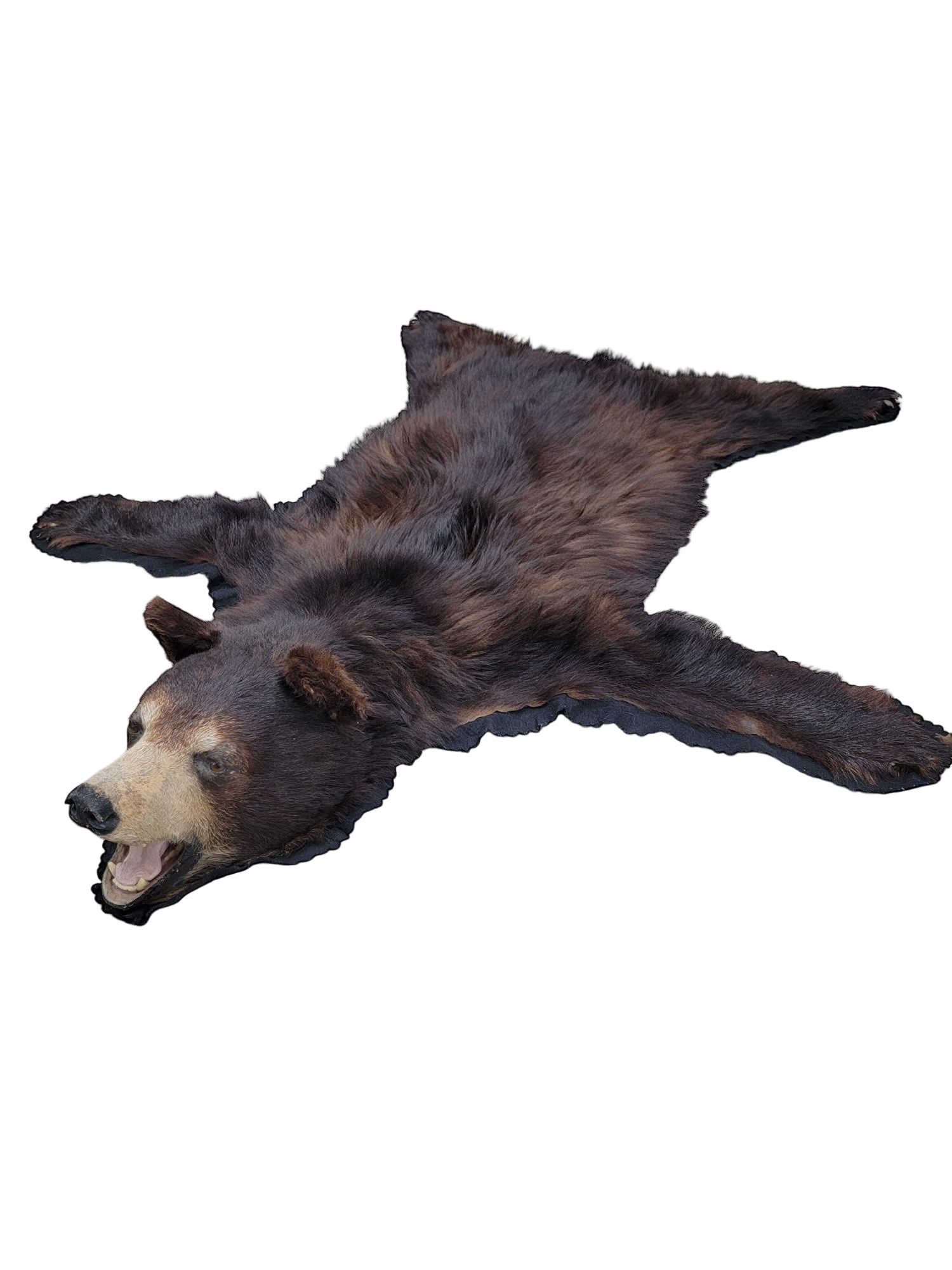 Vintage Taxidermy Black Bear Rug