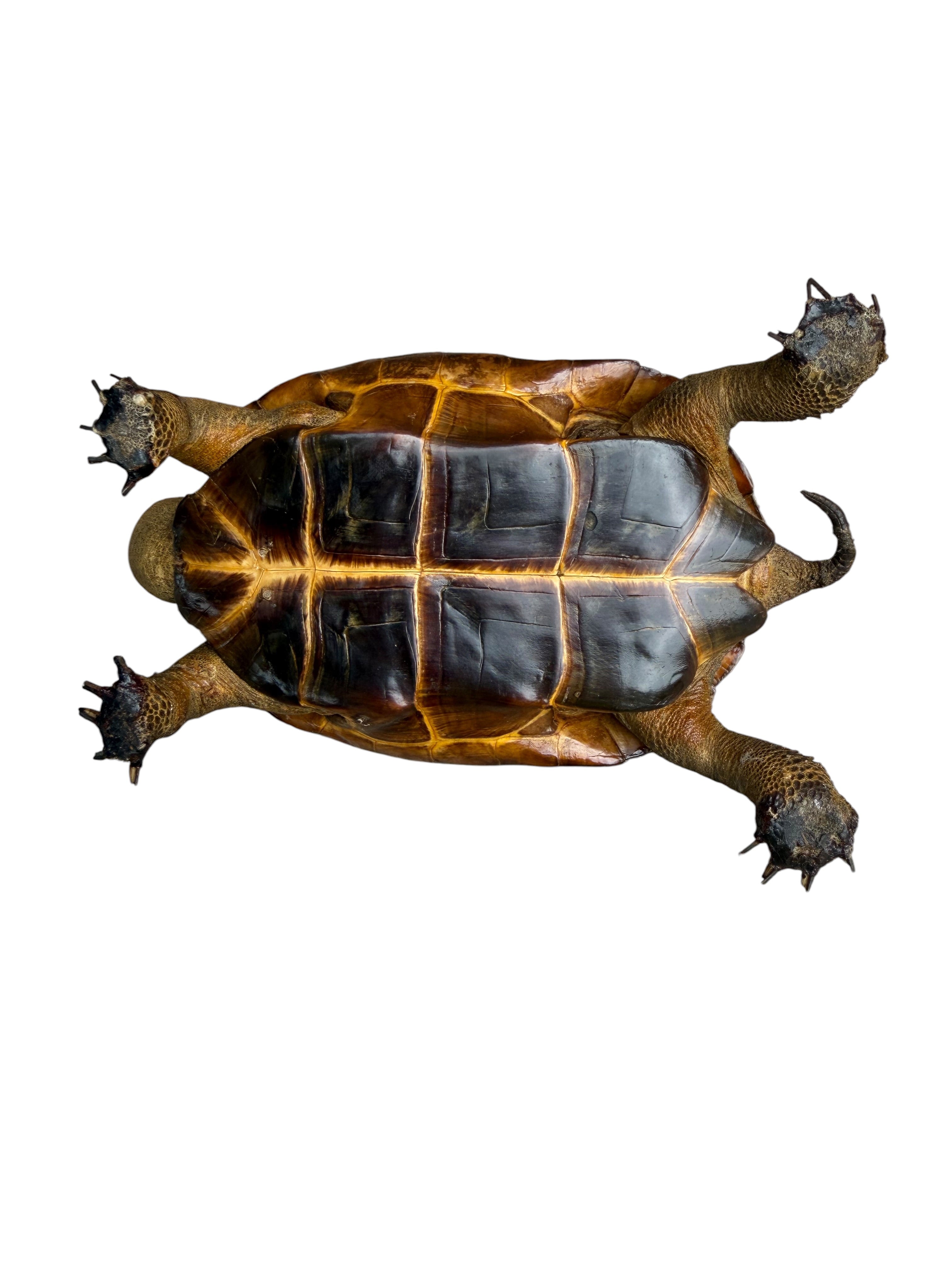 Antique Taxidermy Tortoise Shell Ashtray
