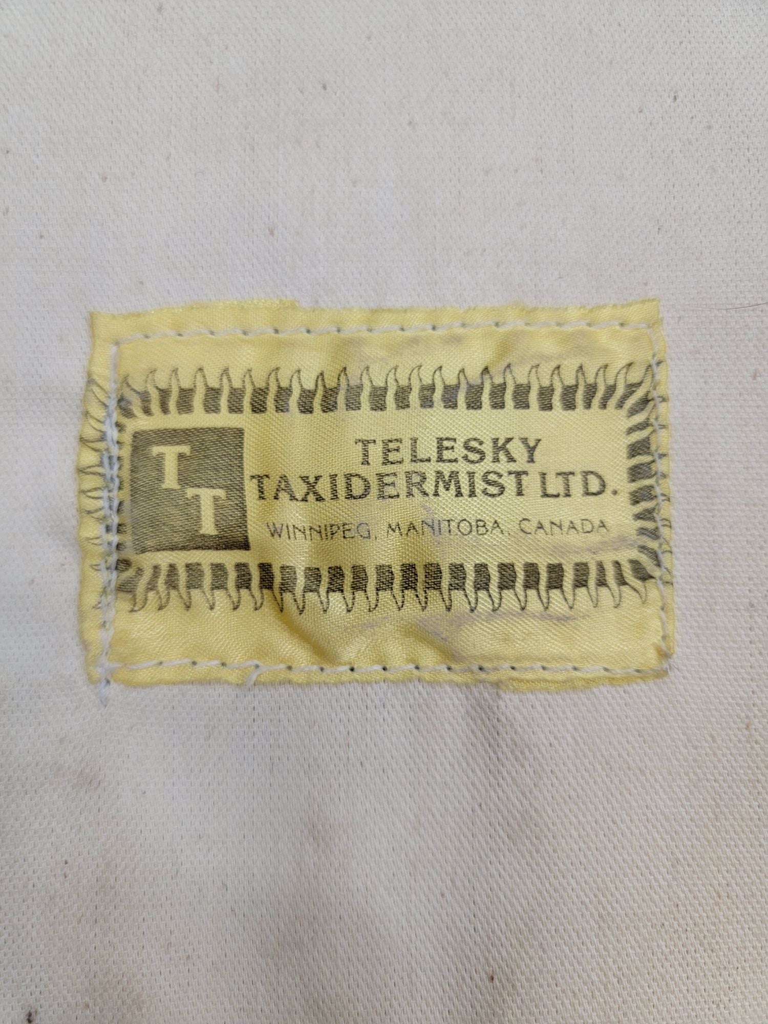 Vintage Taxidermy Black Bear Rug