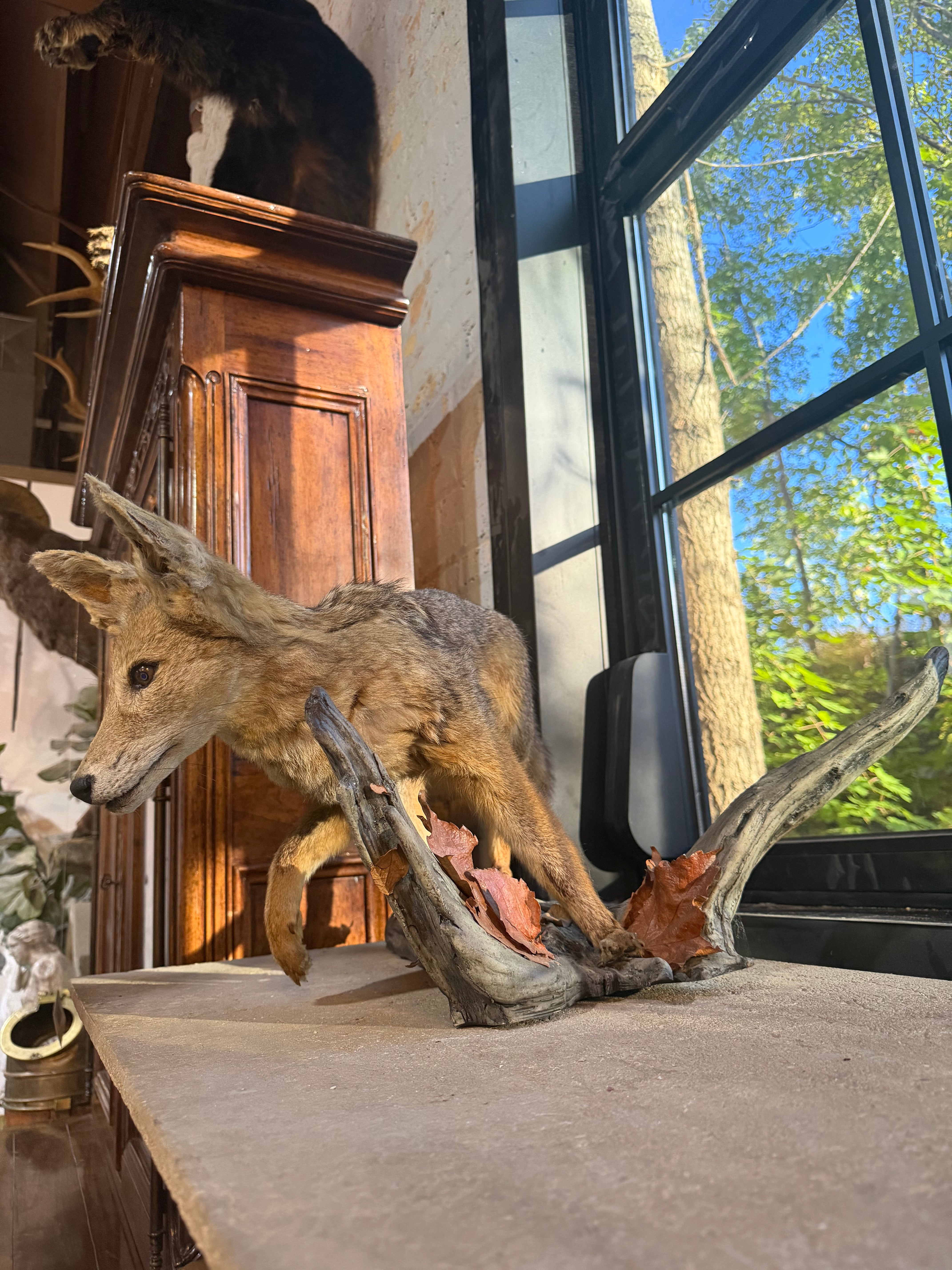 Antique Full Red Fox Taxidermy