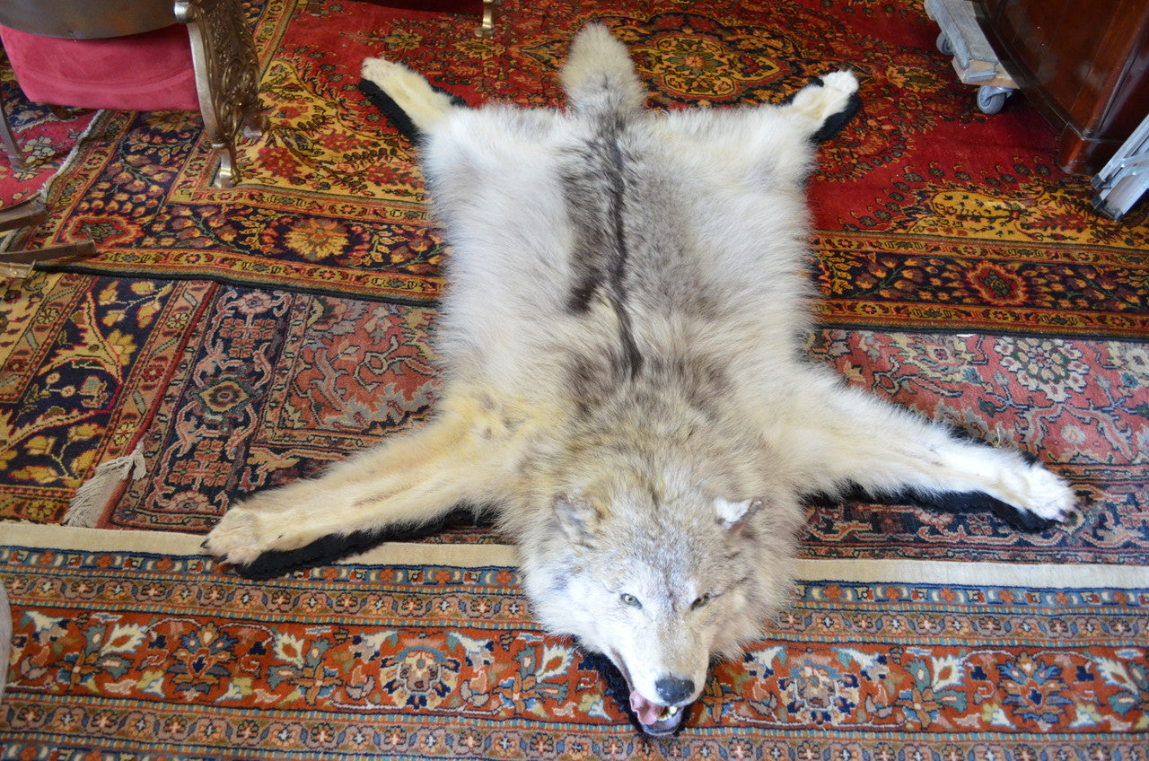 Antique Taxidermy Timber Wolf Rug – Vintage Grind House