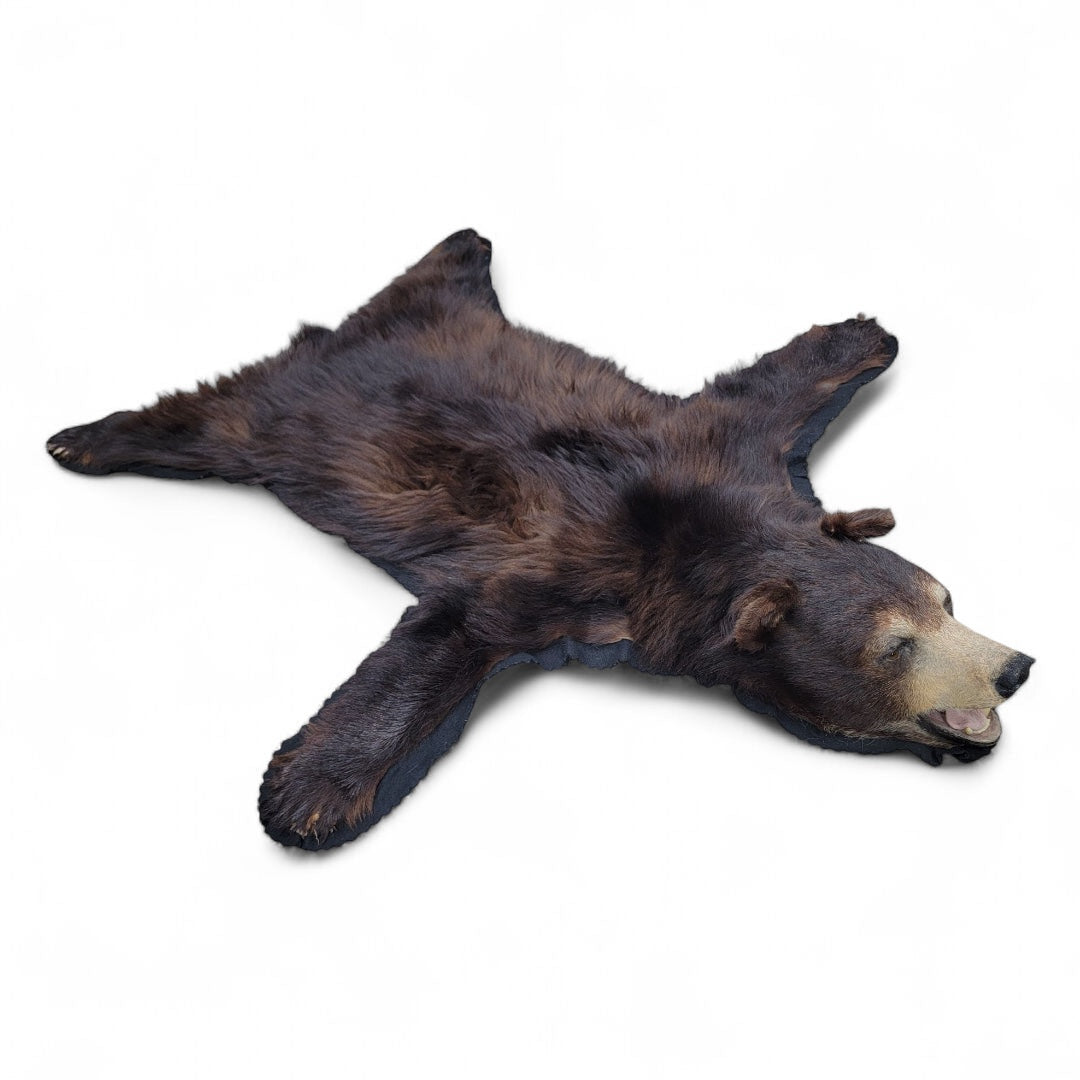 Vintage Taxidermy Black Bear Rug