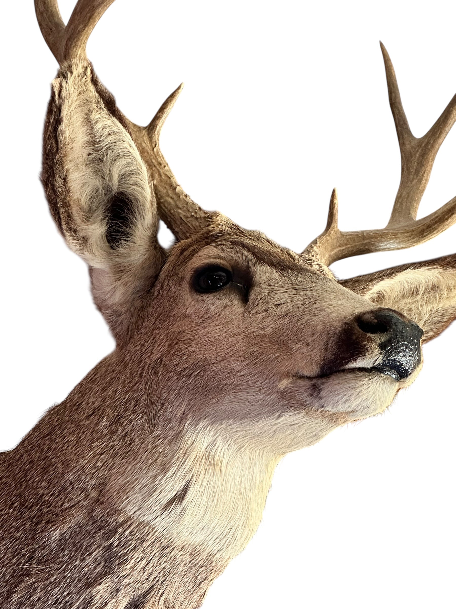 Vintage Mule Deer Taxidermy Shoulder Mount