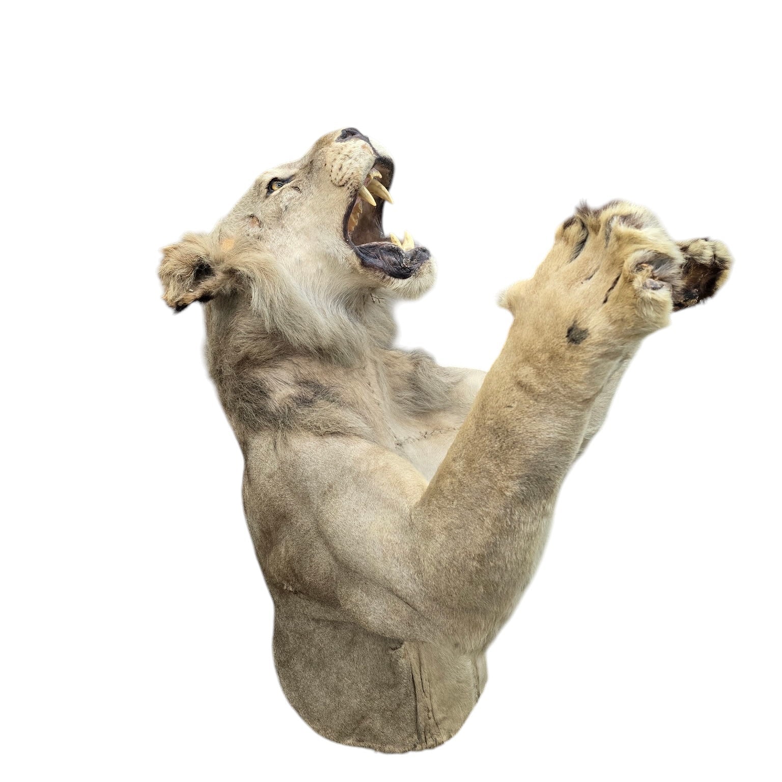 Vintage African Lion Half-Body Wall Mount