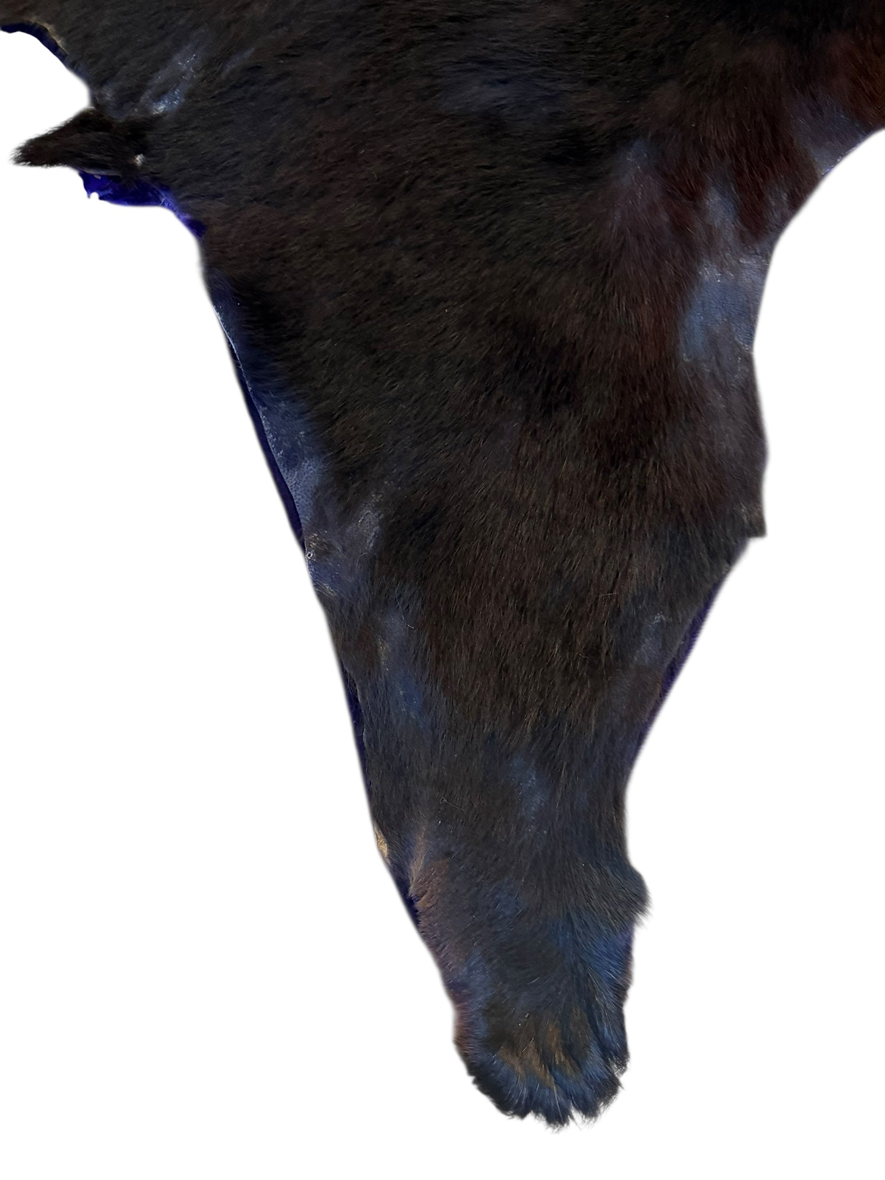 Vintage Taxidermy Bear Rug