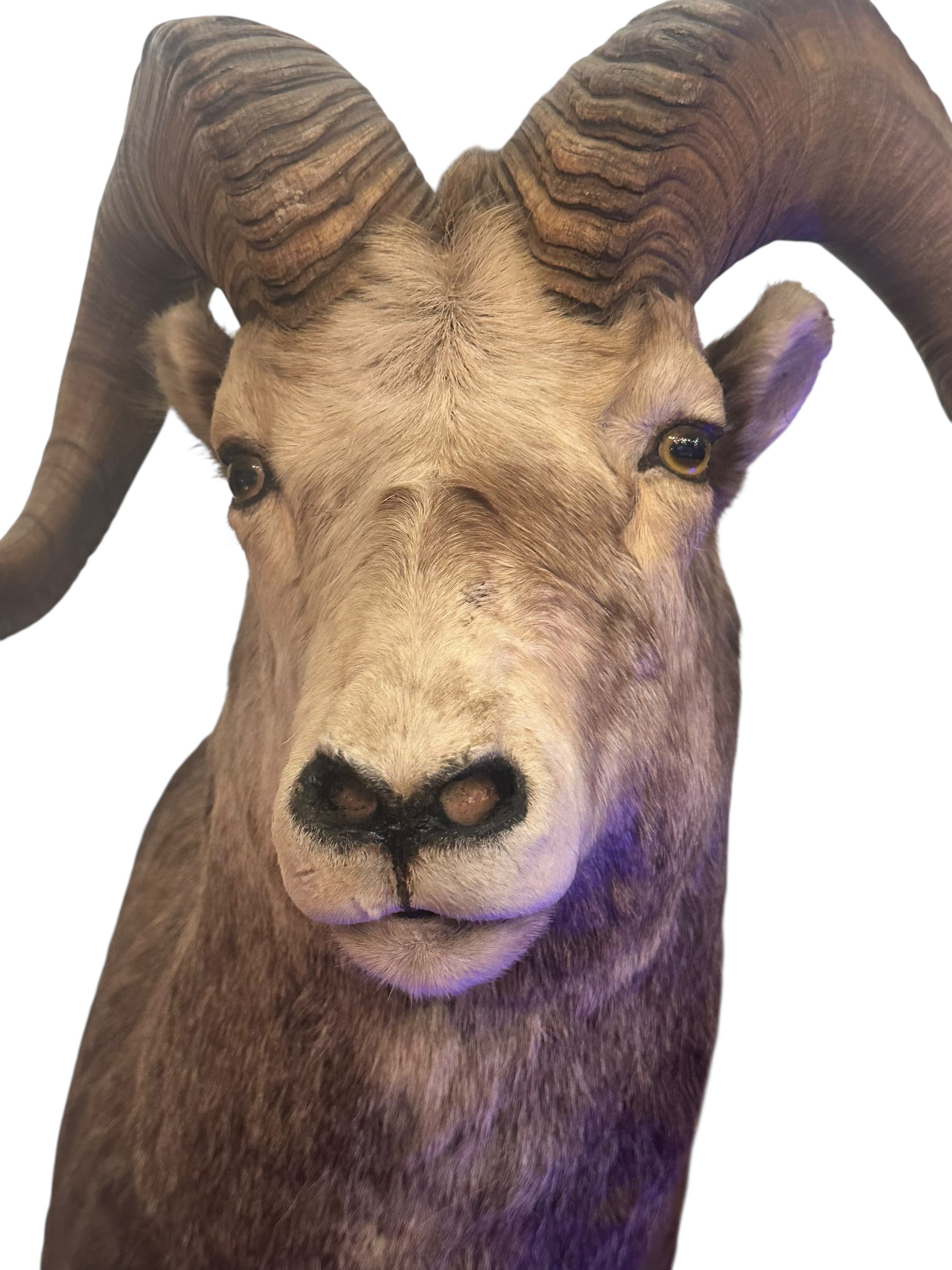 Vintage Stone Sheep Ram Head Taxidermy Shoulder Mount Wall Decor