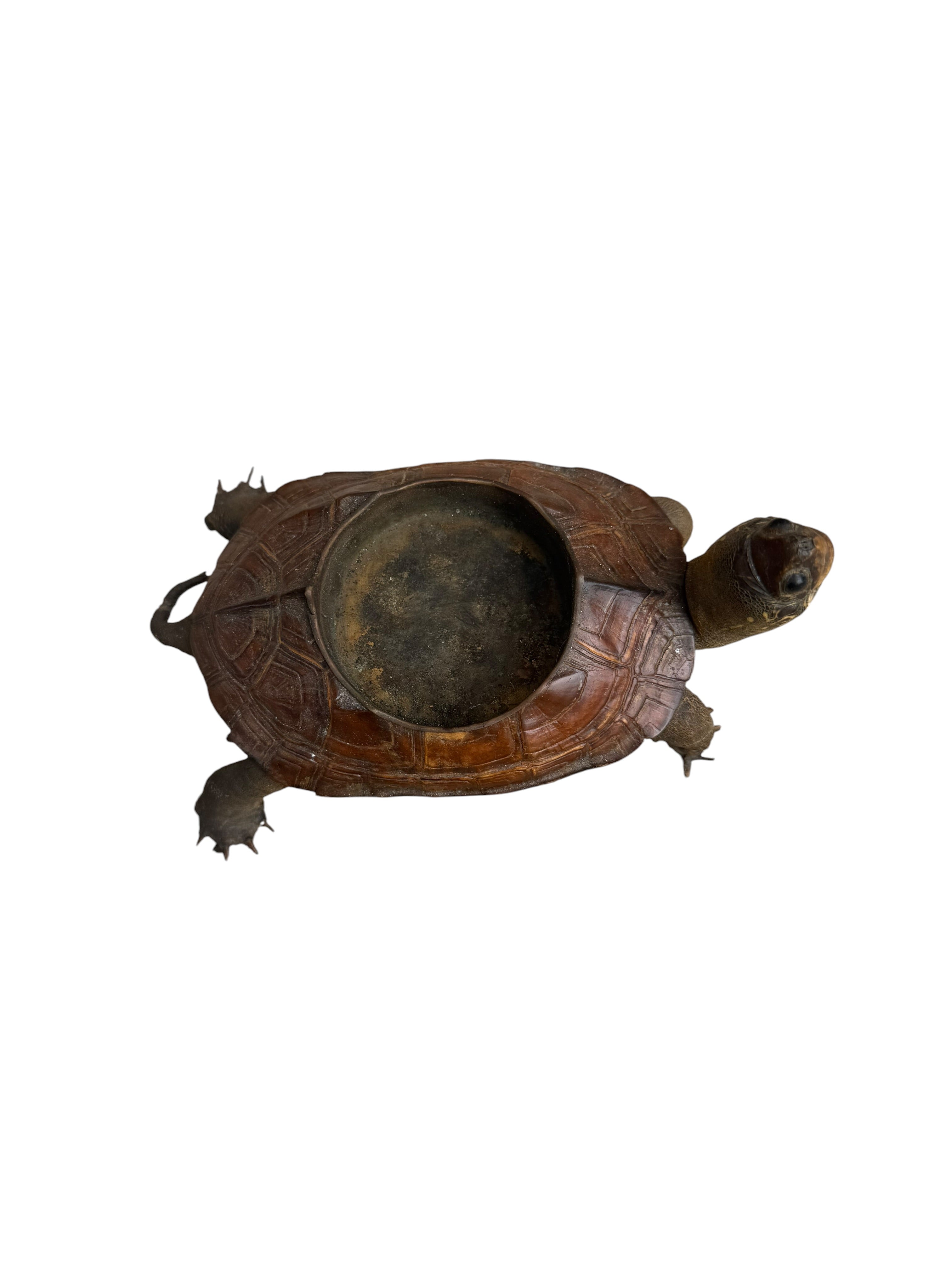 Antique Taxidermy Tortoise Shell Ashtray