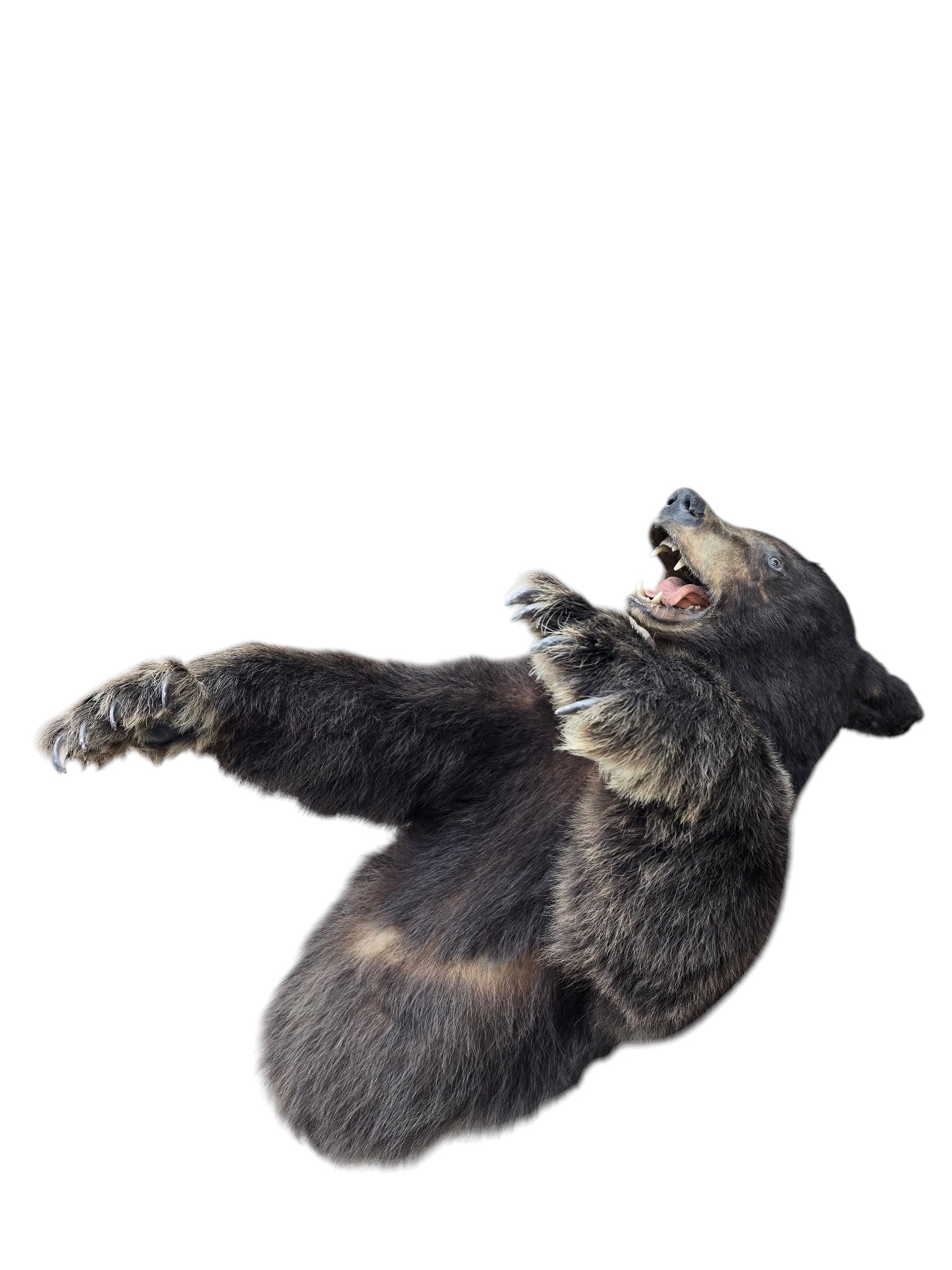 Vintage Taxidermy Bear