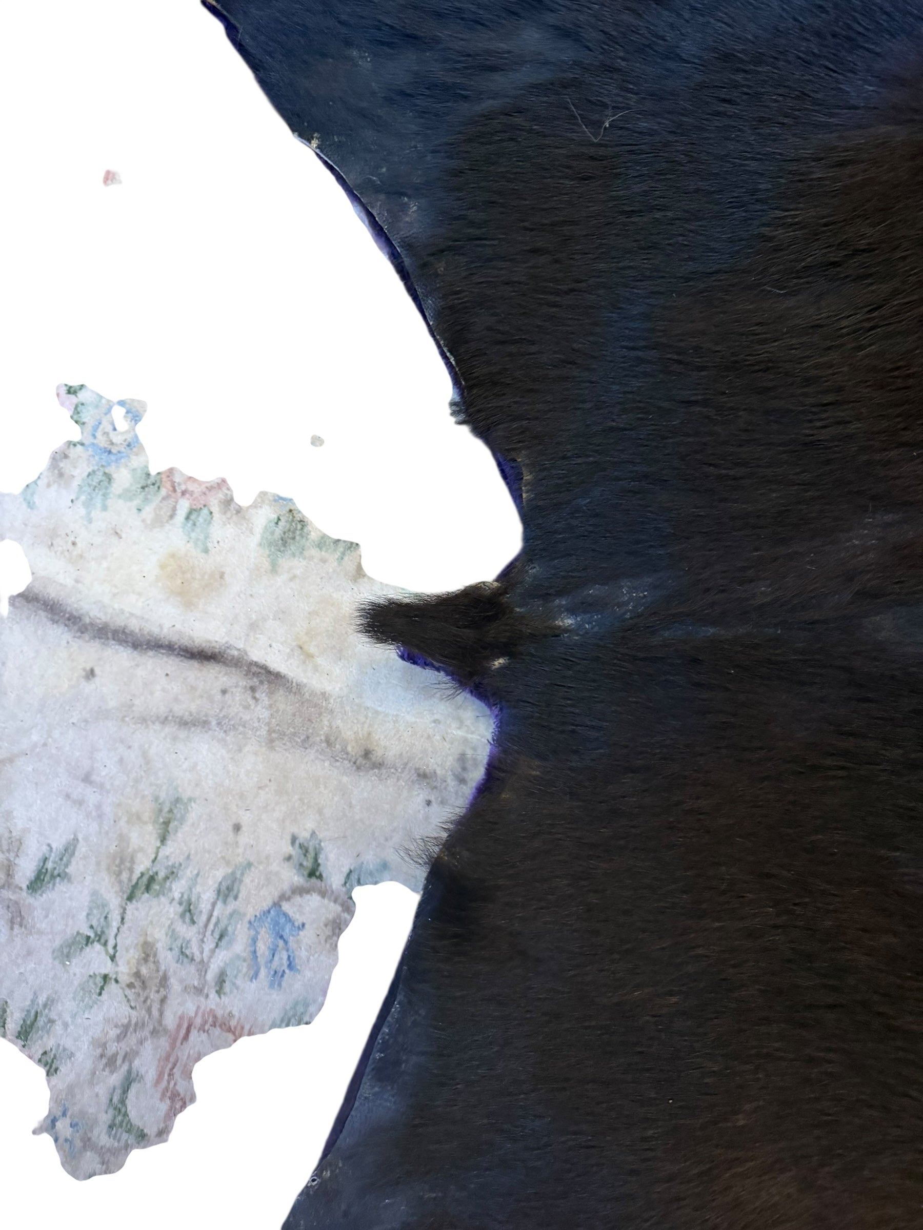 Vintage Taxidermy Bear Rug