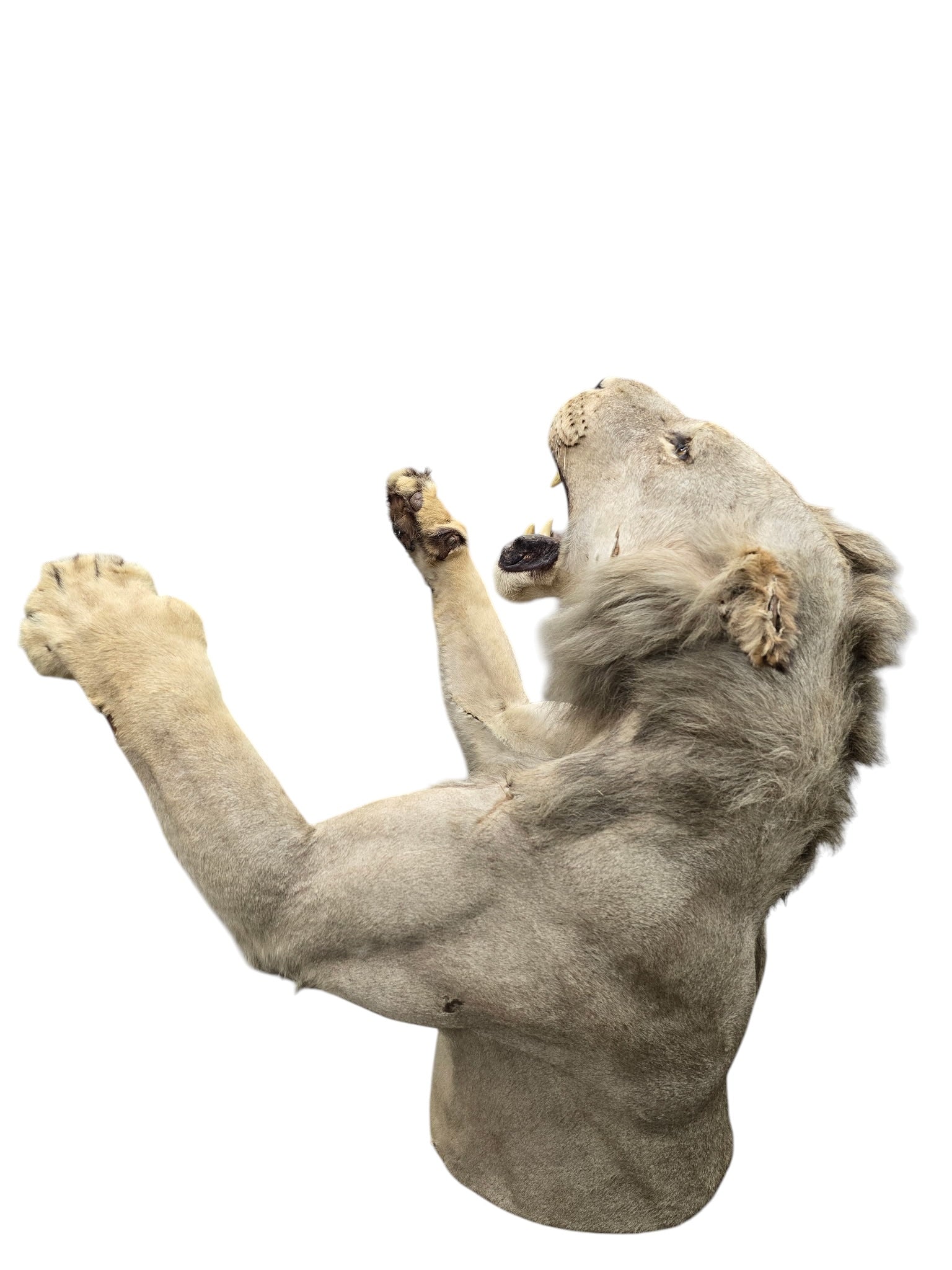 Vintage African Lion Half-Body Wall Mount