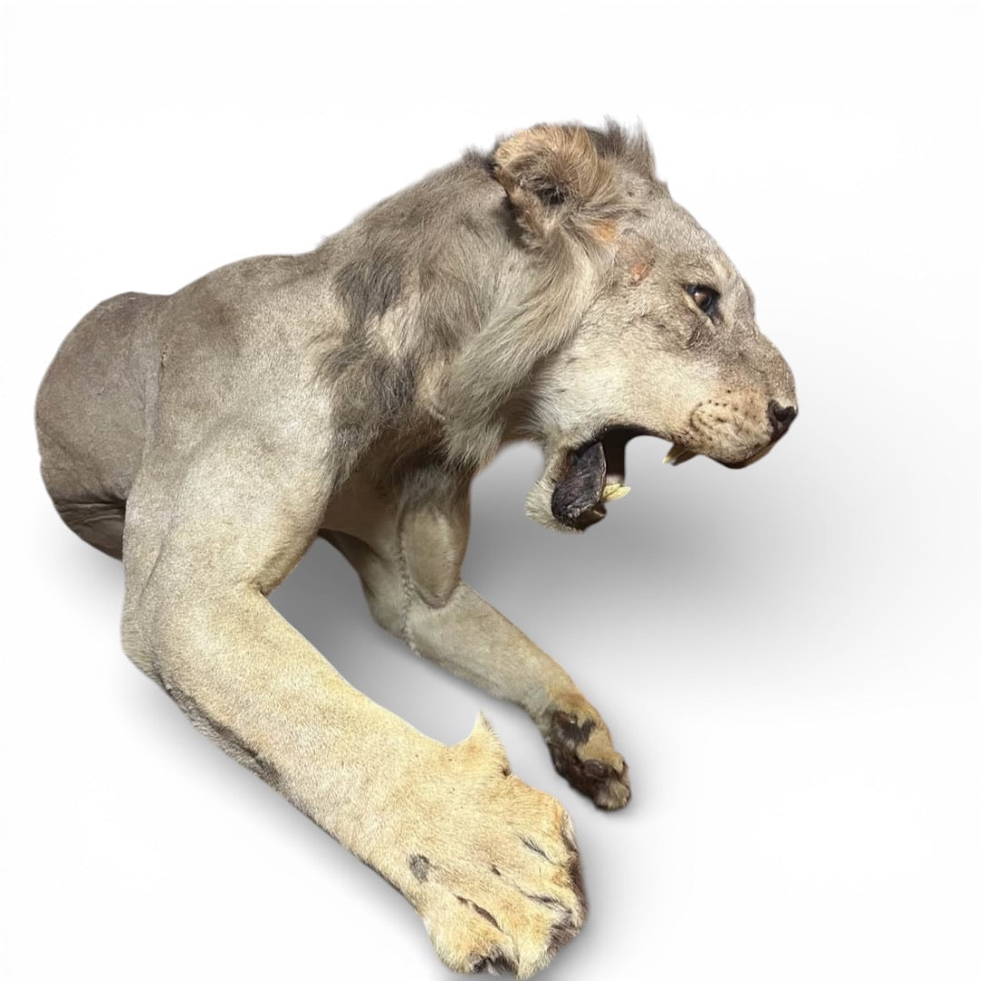 Vintage African Lion Half-Body Wall Mount