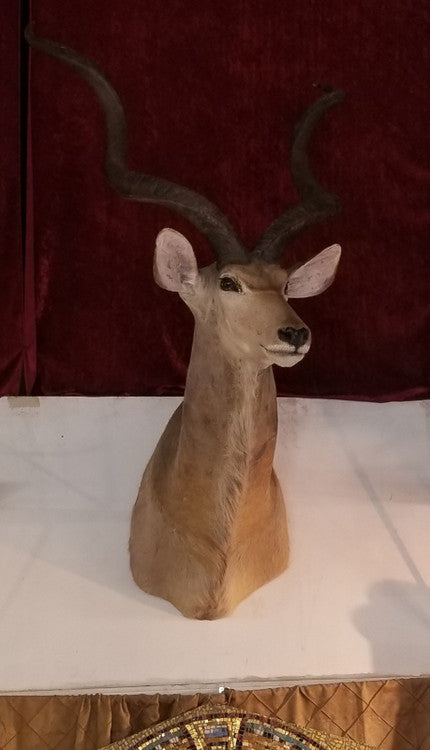 Vintage Greater Kudu Taxidermy Shoulder Mount Wall Decor