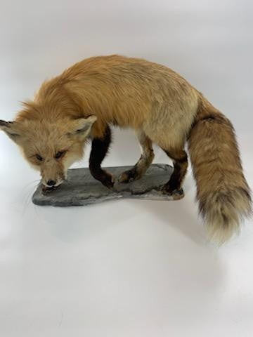 Antique Full Red Fox Taxidermy
