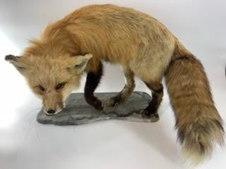 Antique Full Red Fox Taxidermy