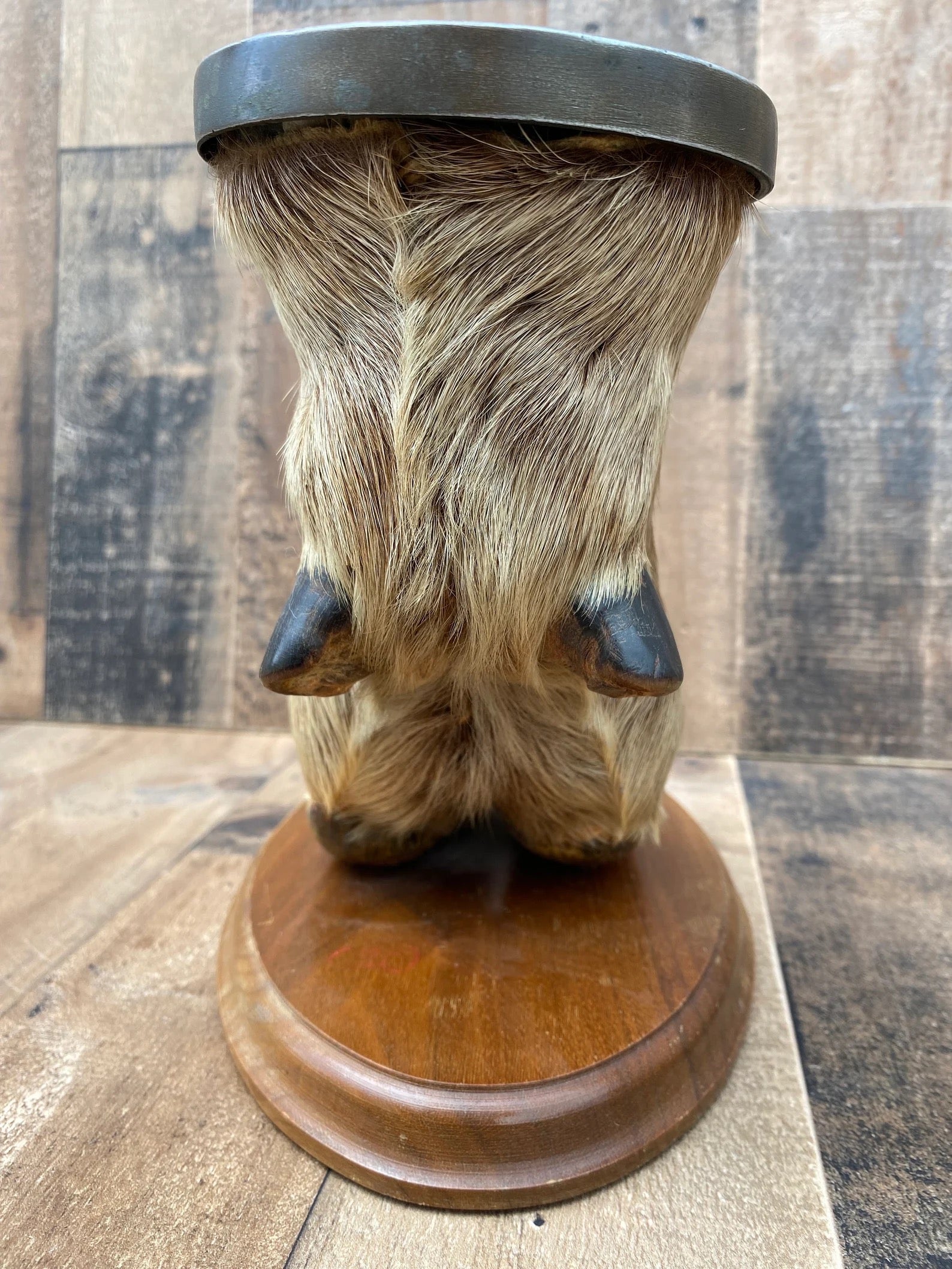 Vintage Taxidermy Elk Foot Ash Tray on Wooden Base