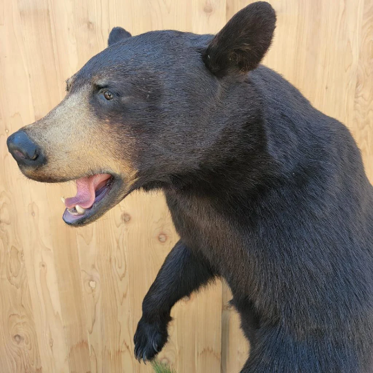 Antique Full Body Standing Black Bear Taxidermy Mount